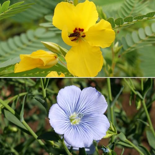Image of Ferry-Morse Pollinator Lover's Bulk Wildflower Seeds, 200,000+, 1 lb