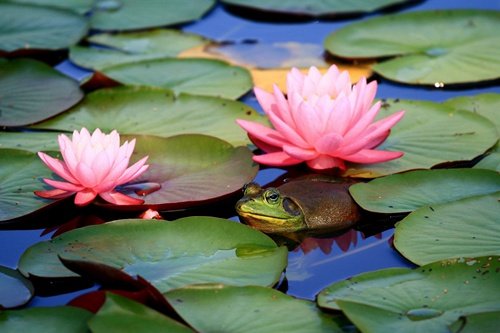 Amazon.co.jp: ピンクの蓮の花とカエル動物の写真 キャンバス印刷