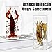 Insect Specimens, Insect in Resin, Real Specimens of Various Butterflies and Beetles Made of Resin, Bugs in Resin, Amber Taxidermy Decor for Science Education Craft Collection Decor (Lobster-1PCS)