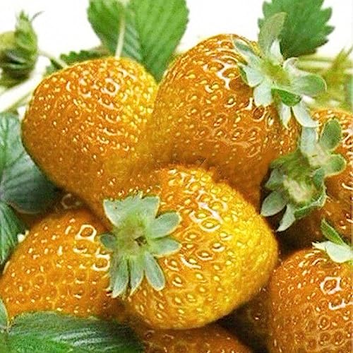 lamphle 100 Pz Semi di Fragola Dolce Multicolore Casa Giardino Fattoria Piantare Pianta da Frutto Fiore Albero da Frutto Semi di Ortaggi Arancia Semi di Fragola
