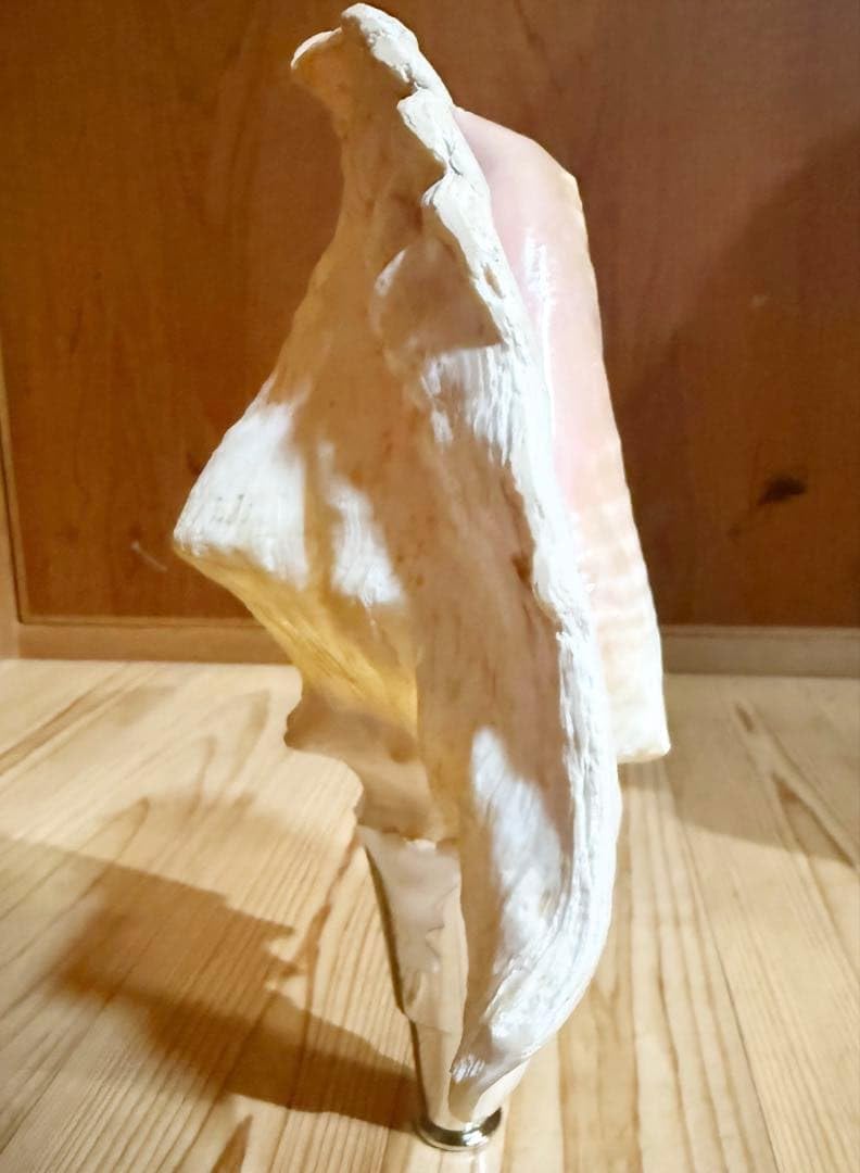 ひろしさま専用古代桃色肉厚法螺貝（ピンク貝）法螺貝　ほら貝　コンク貝笛赤紐付き Amazon.co.jp: 特大 肉厚 古代桃色法螺貝 ピンク貝 法螺貝 ほら貝