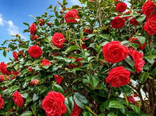 Generic Camellia Red Live Flower Plant - Image 4