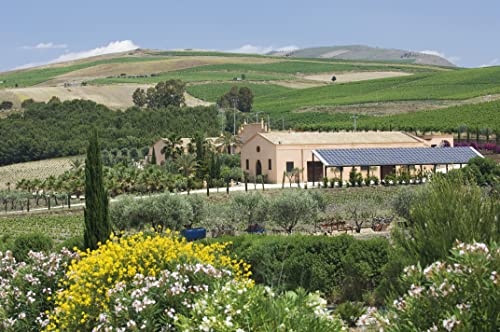 Donnafugata Damarino 2023 Sicilia Doc - 750 ml - 5