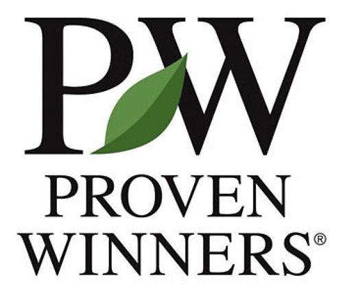 Castle Keep® Blue Holly - Ilex - 4" Pot - Proven Winners #TOP3