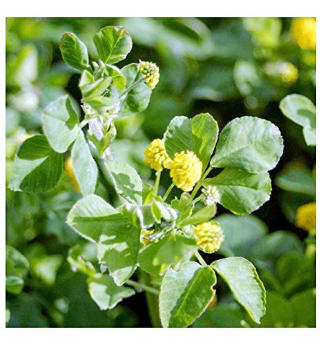 Buy4seeds 20 Seeds Green Manure Trefoil Useful for Garden and Outdoor