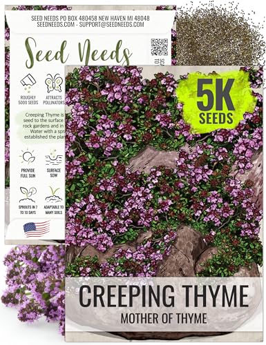 Seed Needs, Mother of Thyme Creeping Thyme Seeds 5,000 Seeds for Planting Thymus serpyllum - Perennial Flowers for Rock Gardens & Groundcover (1 Pack)