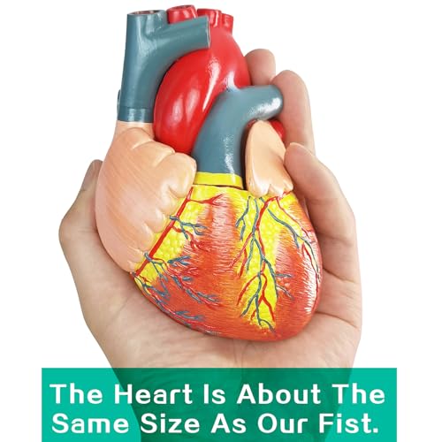 Image of Human Heart Anatomical Model, Life Size 2 Parts Human Heart Model Shows Arteries Veins with Base and Detailed Guide for Medical Science Education Study or Teaching