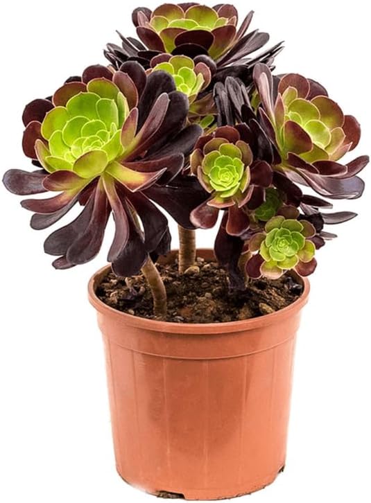 Miniatura 6 de Aeonium - Plantas suculentas vivas en maceta de 4 pulgadas, rosa negra para plantar, ideal para el hogar y la oficina, arreglos de suculentas y