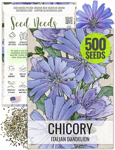Seed Needs Chicory Seeds for Planting Cichorium intybus - Heirloom & Open Pollinated Wildflowers to Grow a Butterfly Garden that Attracts Butterflies, Bees & Other Pollinators (1 Pack)