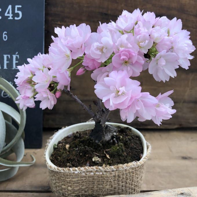 ピンクの花の観葉植物 ずっと眺めていたい！気分が上がる、ピンク色の観葉植物15