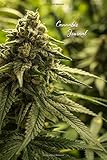  Cannabis Journal: Cannabis Strain Journal  Cannabis Review Logbook  6 x 9 Sized, 150 Pages  148 Templated Sheets to Record and Track Strains of Both Medical and Recreational Cannabis