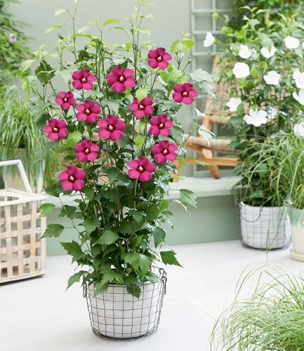 BALDUR Garten 1x Hibiskus 'Flower Tower Ruby®', Pflanze im 9x9 cm-Topf, säulenförmiger Wuchs, lange Blütezeit, bienen- und schmetterlingsfreundlich, winterhart bis -25 °C, mehrjährig & pflegeleicht