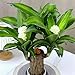 Brazilian Wood Plant, Brazilian Wood Decor, Lucky Brazil Wood Potted Plant, Mini Brazil Wood Plant with Tray, Brazillian Wood hydroponic 𝑷𝒍𝒂𝒏𝒕 Decorates for Home Office Desktop (E/Set)