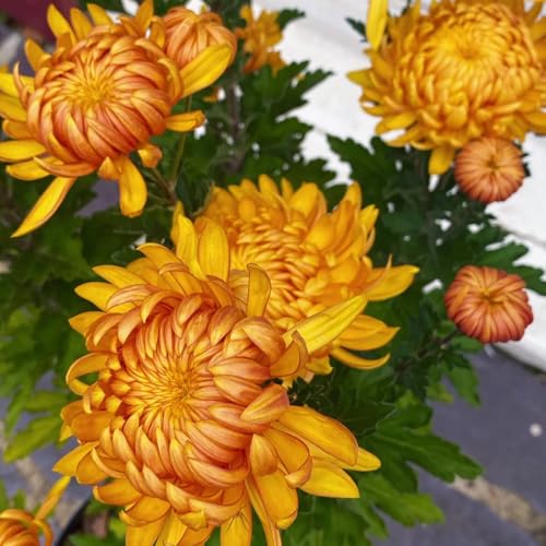 Semillas de crisantemo, para lugares soleados decoración de sala de estar semillas de verano de jardín de rocas Decoración 90pcs