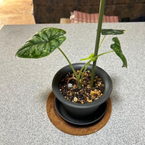 アロカシア ドラゴンスケール 斑入り セラアート5号鉢 Aquha Plants
