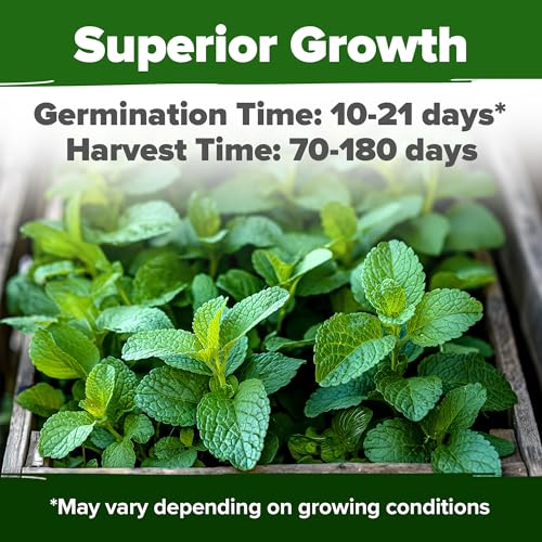 HOME GROWN Non GMO Lemon Balm Seed Pack - 403 Non-GMO USA Heirloom Herbal Tea Seeds - Bulk Lemon Balm Seeds for Planting Gardens Indoors or Outdoors - Herb Seeds (Melissa officinalis) - Image 2