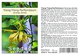 Seedeo® Parfümbaum Ylang-Ylang (Cananga odorata) 20 Samen