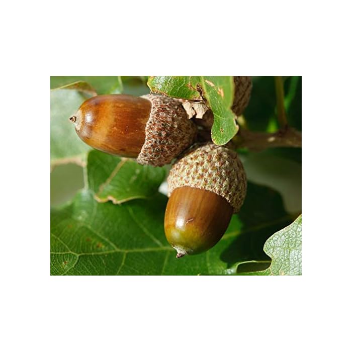 Buy 15 Northern White Oak Tree (aka Champion, Common, Eastern, Mountain