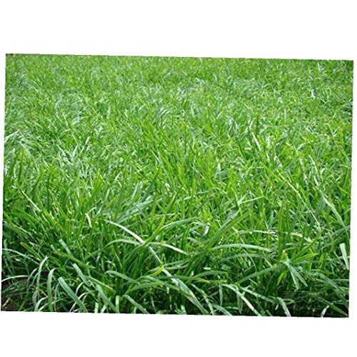 Preisvergleich Produktbild FEDSJUIHYG 500 PC Premium-Zitronengras Samen Kräutersamen Einfach für Gartenkräutersamen wachsen
