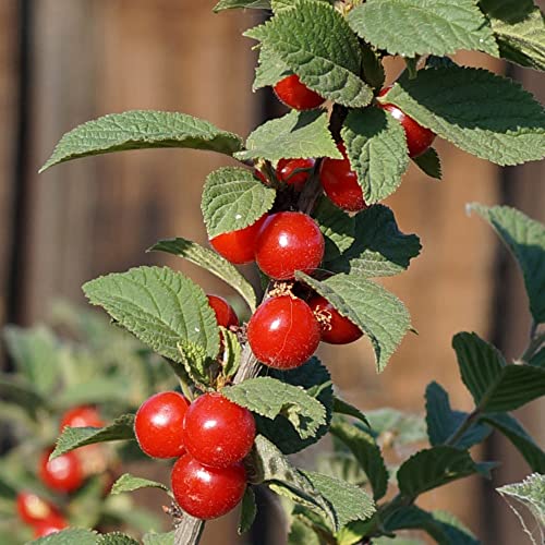 Prunus Tomentosa Seeds Nanking Cherry, Manchu Cherry Deciduous Shrub Ornamental Fragrant Flowers Edible Fruit Used In Jams, Jellies Garden Outdoor 10Pcs Shrub Seeds By Yegaol Garden #TOP4
