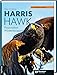 Produktbild Harris Hawk: Faszination Wüstenbussard