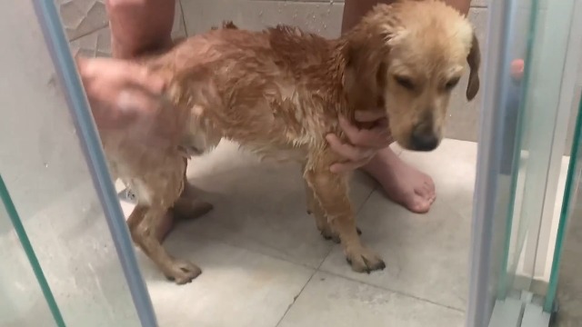 Oatmeal Dog Shampoo and Conditioner for Allergies, Itching and Sensitive Skin - Smelly, Itchy Pet Cleaning Supplies - Puppy Wash, Anti Itch and Dandruff, Organic Formula - Suitable for Cats - image 7