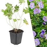 Plants by Frank | 6 Plantes de géranium | Geranium ‘Rozanne’ | Couvre-sol rustique | Plantes vivaces | Floraison bleu-violet | Plantes fleuries pour terrasse et balcon | Plantes d’extérieur | Jardin