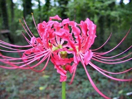 Amazon Co Jp 彼岸花球根 珍しい種パーティーかわいい甘い根茎のバルコニー多年生の香り 2球根 Diy 工具 ガーデン