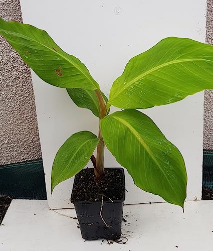 Musa sikkimensis x balbisiana 'Dajiao' / Bananier à fruits comestibles/Conteneur de 1 à 1.9 litres