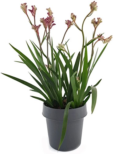Känguruhpfötchen - Anigozanthos - pflegeleichte Zimmerpflanze - für warme Monate Terrasse/Balkon möglich - Kangaroo Paw australiens Schönheit für zu Hause (pink)