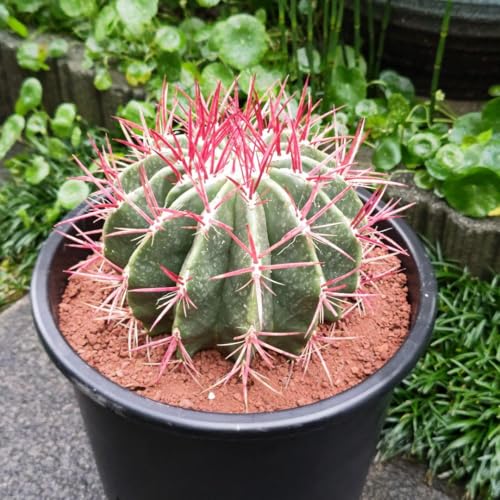 赤棘フェロカクタス大苗◇ドライガーデン多肉サボテン金鯱アガベ ユッカ　インテリア 植トレ🌵🇯🇵 | さぼてん 見れば誰でもわかる植物🌵 強そうな