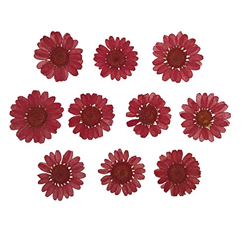 30 piezas Flores secas de Crisantemo 2.5-3 cm rojo miniatura 1