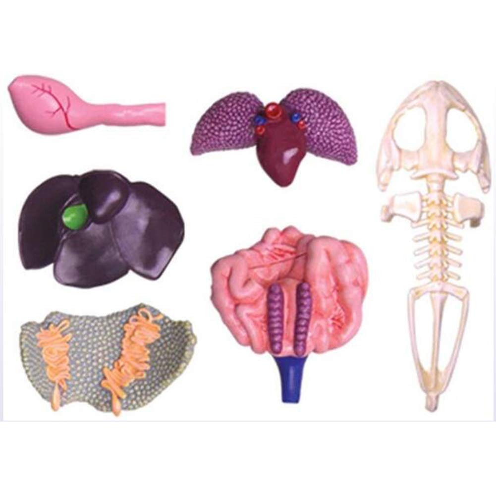 動物解剖モデル フィギュア カエル カタツムリ 立体パズル 動物解剖