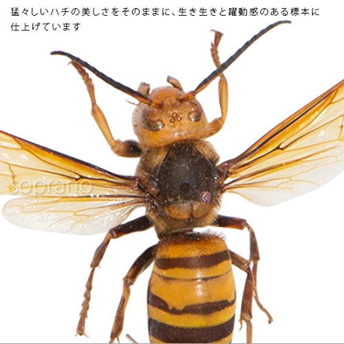 Amazon.co.jp: 虫の標本 オオスズメバチ ライトフレーム メタリック調
