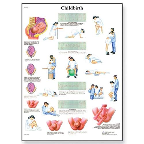 Image of 3B Scientific VR2555UU Glossy Paper L'accouchement Anatomical (Childbirth Anatomical Chart, French), Poster Size 20 inch Width x 26 inch Height