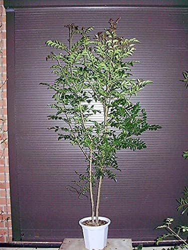 Amazon｜シマトネリコ 株立ち 全長200CM前後 10号 鉢植え｜観葉植物