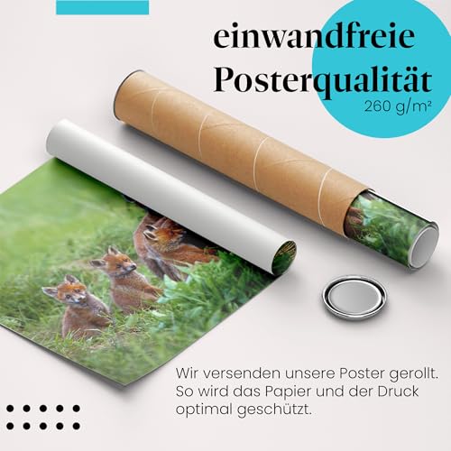 Postereck - 3479 - Fuchs, Rudel Wiese Tier Welpe Natur Nachwuchs - Wandposter Fotoposter Bilder Wandbild Wandbilder - Poster - 4:3-81,0 cm x 61,0 cm