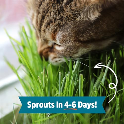 image for Back to the Roots 100% Organic Wheatgrass Seeds | 1 Pound Non-GMO | Nu