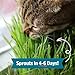 Back to The Roots 100% Organic Wheatgrass Seeds | 1 Pound Non-GMO | Nutrient Dense, Easy to Grow | Cat Grass Planter Seeds