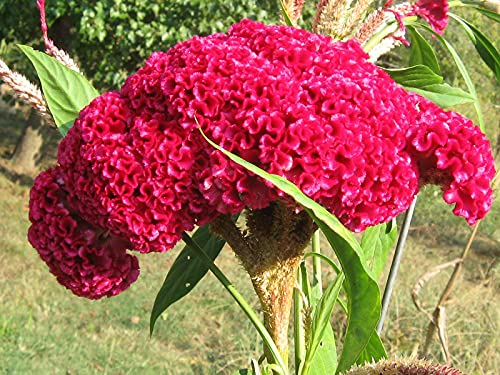 Semillas De Cresta De Gallo,Flores De Corte Perfecto, Flores Ornamentales,Arreglos Florales Importantes,Semillas OrgáNicas Naturales-100 Pcs,d Cover