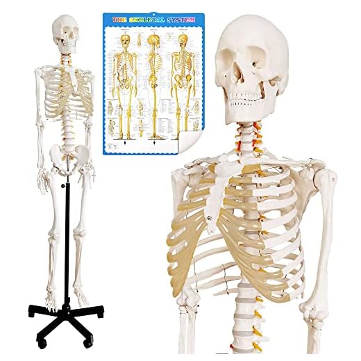 Modelo esquelético humano para anatomía, 70 "(170 cm) modelo esqueleto humano anatómico médico de tamaño natural con soporte de rodillo y sistema nervioso para estudios médicos, póster incluido