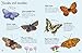 Butterflies to Spot (Usborne Mini Books): 1 (Usborne Minis)