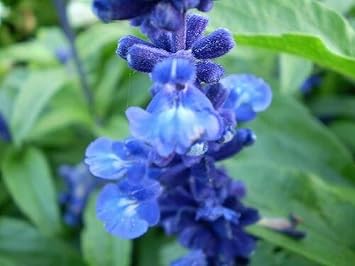 250 Blue Bedder Sage Flower Seeds Salvia Farinacea