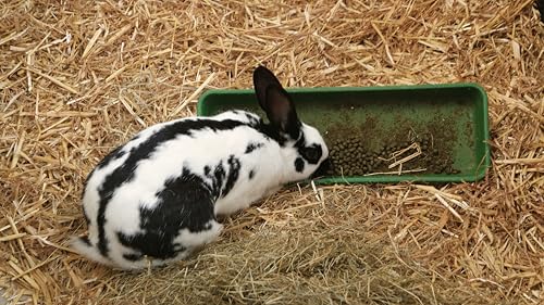 Danny King Farm Harvested Natural Premium Hay for Small Pets, All Life Stages, Fiber-Rich Bedding and Nutrition for Rabbits, Chickens, Guinea Pigs, Family Farm Harvested (7LB)