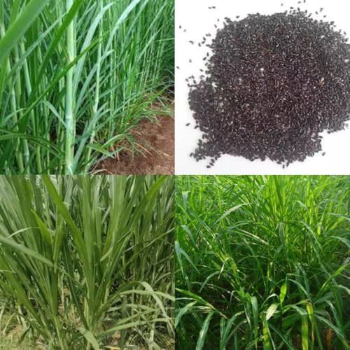 Image of American 5g napier grass seeds || Grass super nepier cow goat buffalo smart napier grass seeds 500 seed