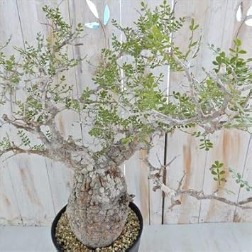 最も優遇 多肉植物 Caオペルクリカリア パキプス 現品販売 02 10 多肉植物 コーデックス 人気商品再入荷 Youwefashion Com 最も優遇 多肉植物 Caオペルクリカリア パキプス 現品販売 02 10 多肉植物 コーデックス 人気商品再入荷 Youwefashion Com