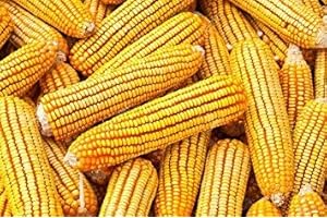 Premium Squirrel Food Corn Cob - Nurturing Wildlife with Iowa Corn