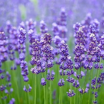 Greenvalue Lavender Plant Healthy Live Plant Pack of 1 (B0CD2Q5LQ3) Amazon Price History, Amazon Price Tracker