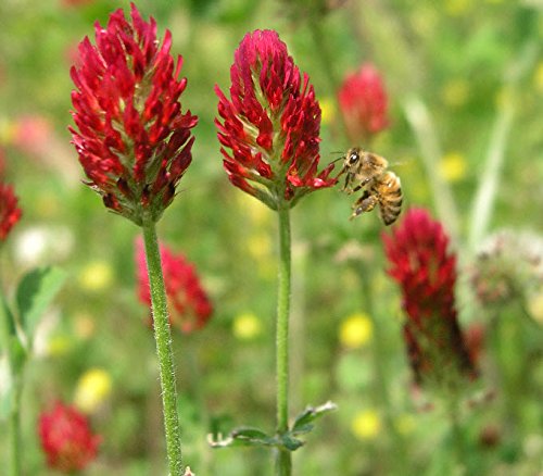 Crimson Clover Seeds, Premium Cover Crop Seeds, 1 Pound Pack from Seeds2Go Crimson Clover Seeds, Premium Cover Crop Seeds, 1 Pound Pack from Seeds2Go