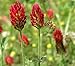 Crimson Clover Seeds, 1 Pound